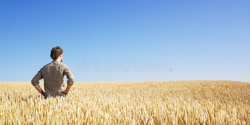 Hombre joven en campo de trigo Hombre joven en campo de trigo