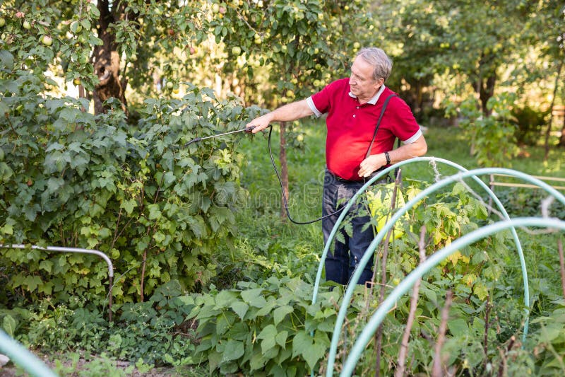 Hombre maduro que aplica insecticida a las verduras en el jardín trasero imagen de archivo