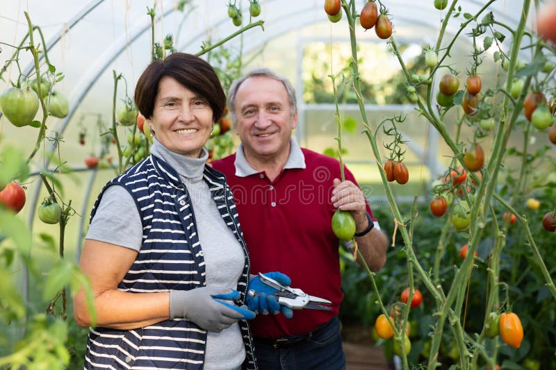 Hombre mayor y mujer recolectando felizmente tomates en invernadero imágenes de archivo libres de regalías