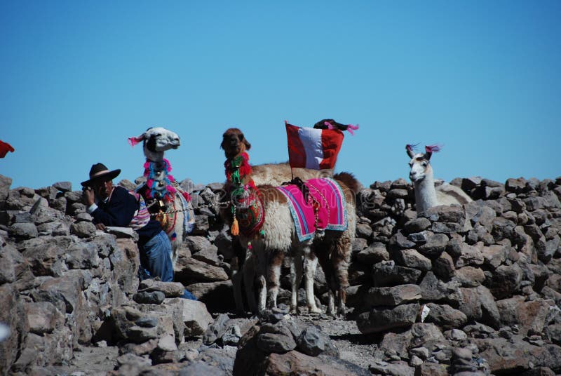 Hombre peruano de la indigencia con los lamas fotos de archivo Hombre peruano de la indigencia con los lamas fotos de archivo
