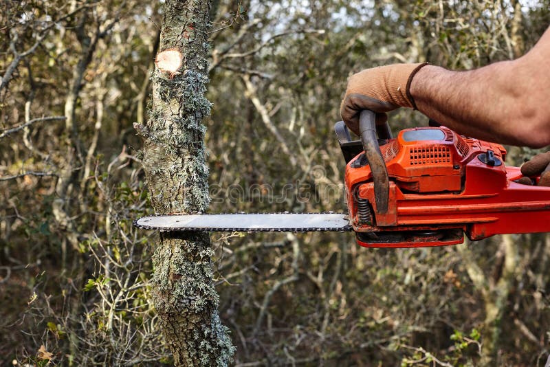 Hombre Que Corta árboles Usando Una Motosierra Eléctrica En El Bosque Foto - de encadenamiento, mano: 141167628