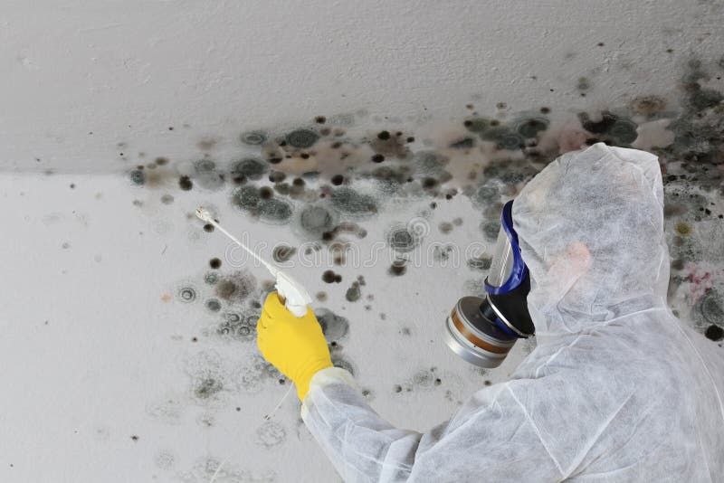 A Man removing Mold fungus with respirator mask. A Man removing Mold fungus with respirator mask