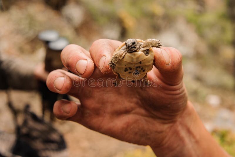 Hombre sosteniendo a la mano la pequeña tortuga marrón fotos de archivo libres de regalías Hombre sosteniendo a la mano la pequeña tortuga marrón fotos de archivo libres de regalías