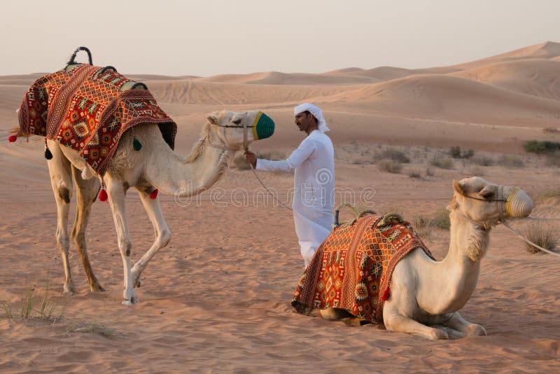 Hombre árabe local con dos camellos en desierto, UAE imágenes de archivo libres de regalías Hombre árabe local con dos camellos en desierto, UAE imágenes de archivo libres de regalías