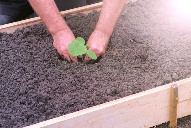 Hombres jardineros plantas vegetales en la cama de jardín, manos cerradas imágenes de archivo libres de regalías Hombres jardineros plantas vegetales en la cama de jardín, manos cerradas imágenes de archivo libres de regalías