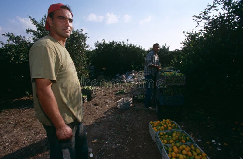 Hombres que trabajan en una arboleda anaranjada, Palestina imágenes de archivo libres de regalías Hombres que trabajan en una arboleda anaranjada, Palestina imágenes de archivo libres de regalías
