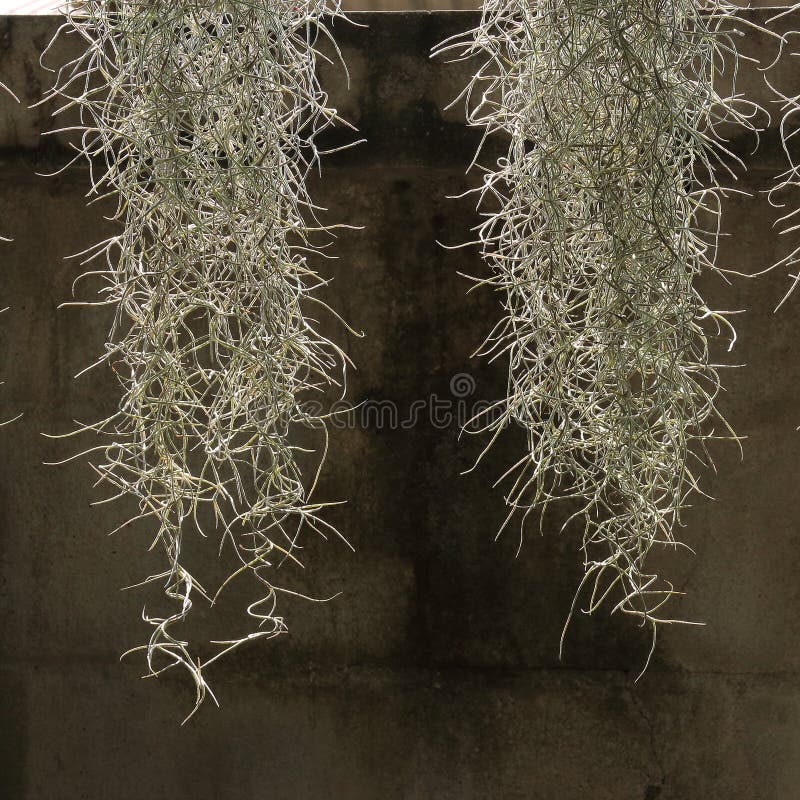 Home Decorated Garden with Spanish Moss Stock Photo Image of hanging