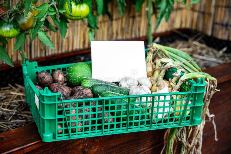 Home Delivery, Organic Vegetables Box in Front of a Tomato Plant Stock