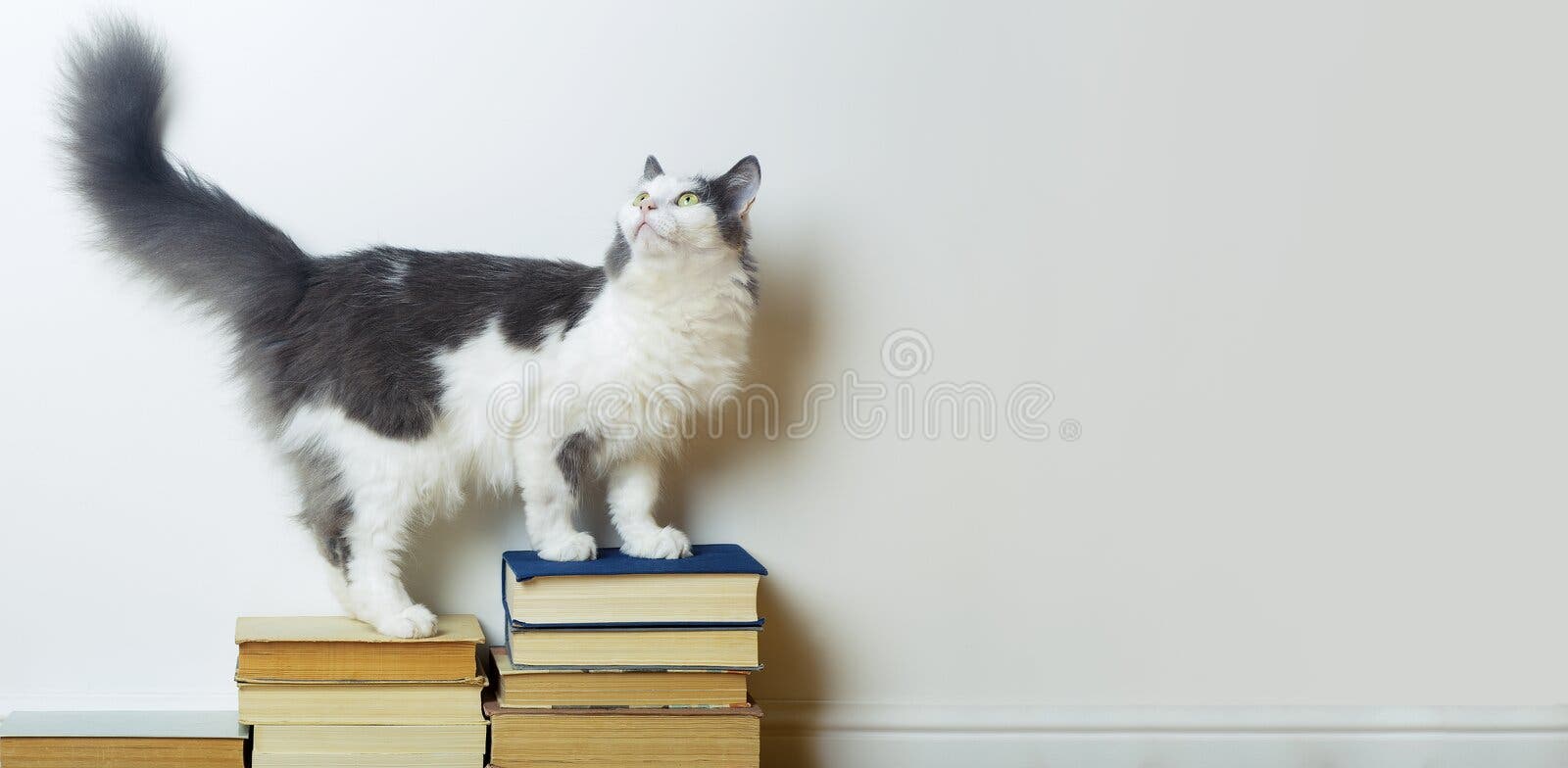 Home Education and Study Concept. Funny Domestic Cat Sits on Books ...