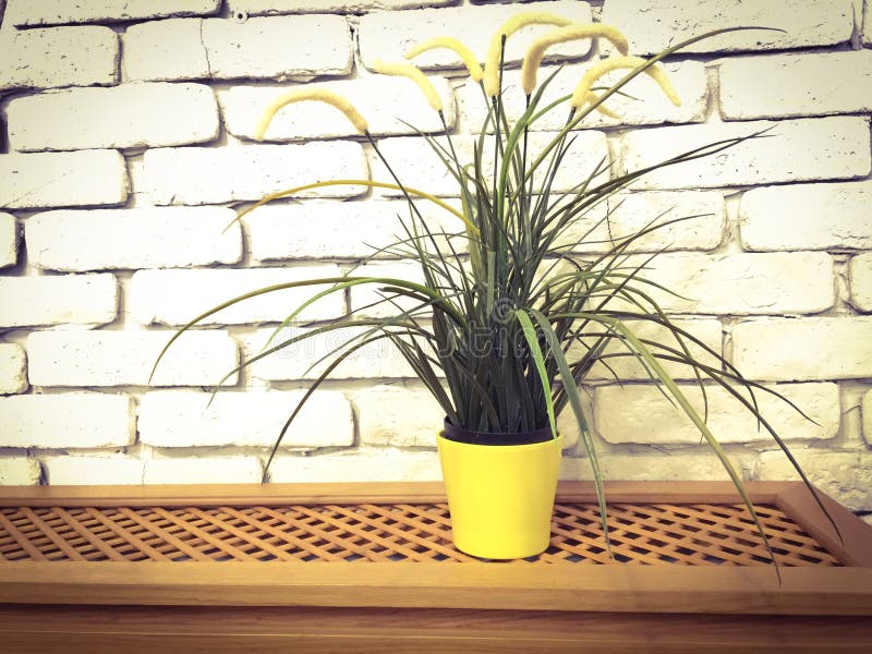 Home Flower in Front of White Brick Wall Stock Image Image of home