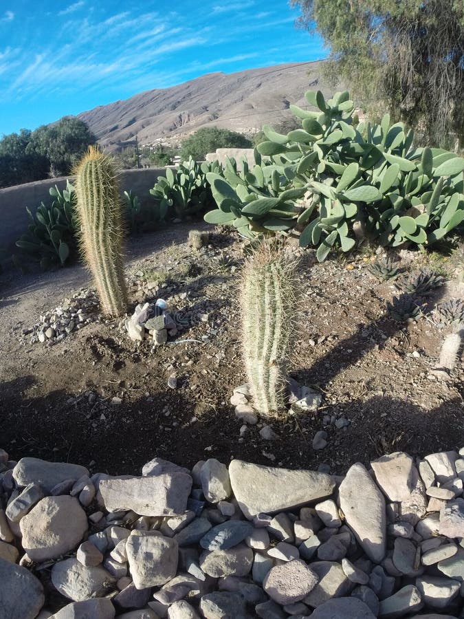 Bellissimo un adulto giardino al di fuori.