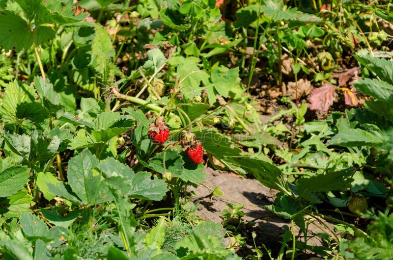 Home garden bed with strawberry bushes stock photo Home garden bed with strawberry bushes stock photo