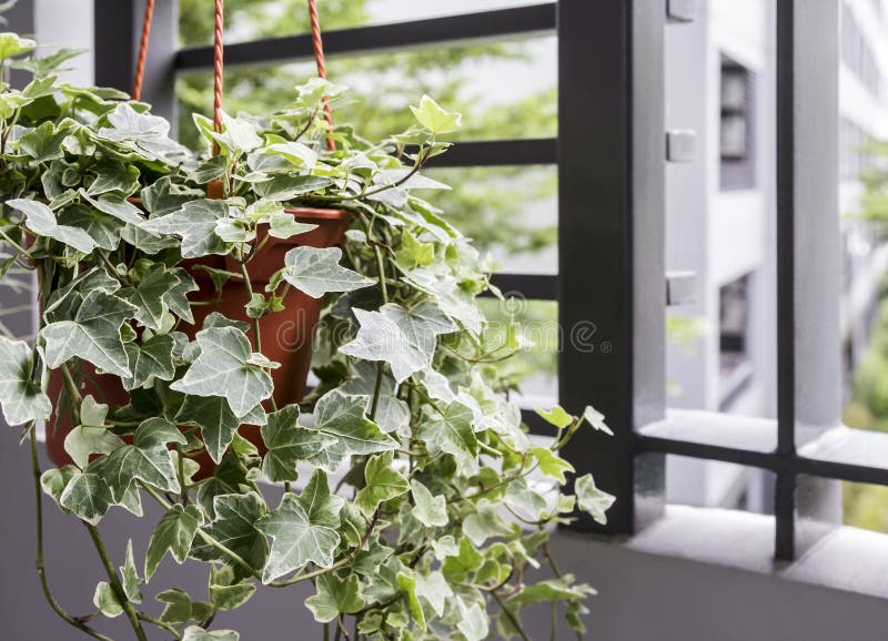 Home and garden concept of english ivy plant in pot. On the balcony stock image