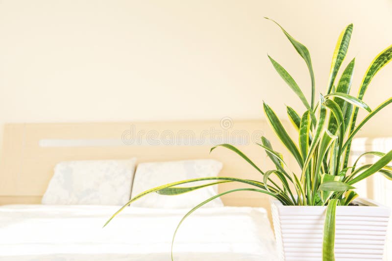 Home and garden concept of sansevieria trifasciata or Snake plant in the bedroom