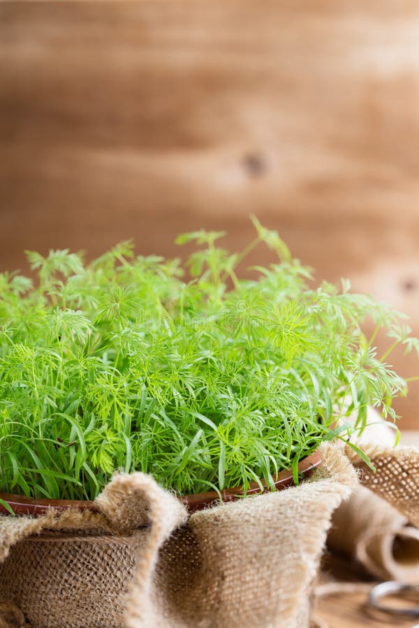 Baby Dill Sprouts in Pot, Mini Garden at Home Stock Photo Image of gardening, dacha 75884188