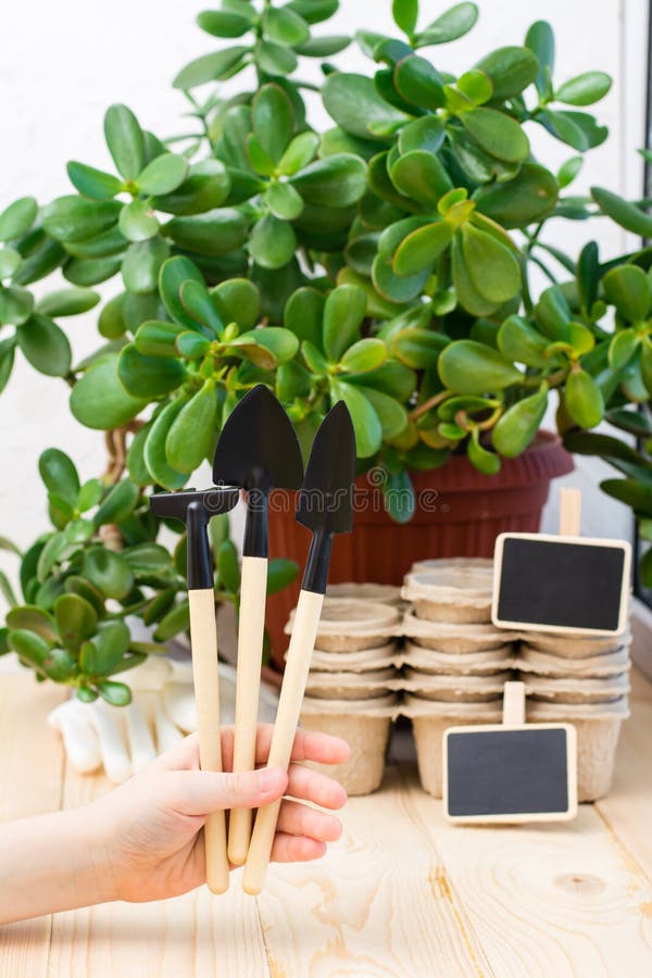 Home gardening concept. Children`s hand holds a set of garden tools for planting plants on the background of paper pots and plant stock image Home gardening concept. Children`s hand holds a set of garden tools for planting plants on the background of paper pots and plant stock image