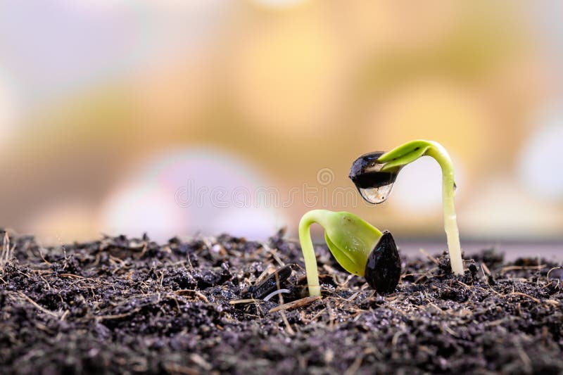 Home gardening when Lock down and Self-quarantine. Planting seeds in soil at botanic garden