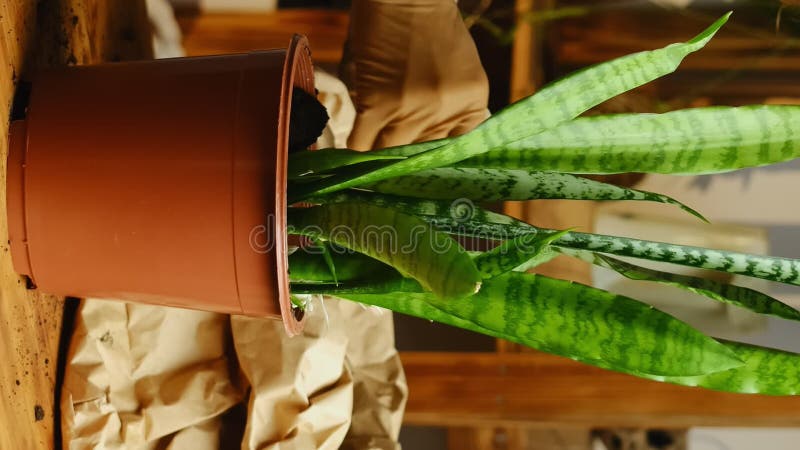 Vertical video. Woman replanting snake plant. Home gardening.
