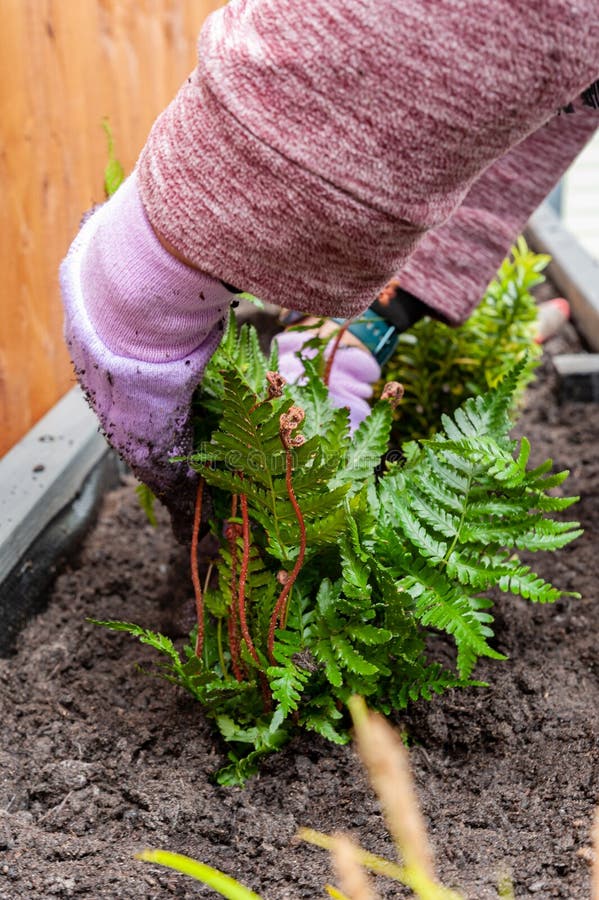 Home gardening, woman planting new fern Polypodiopsida or Polypodiophyta plant in garden planter.