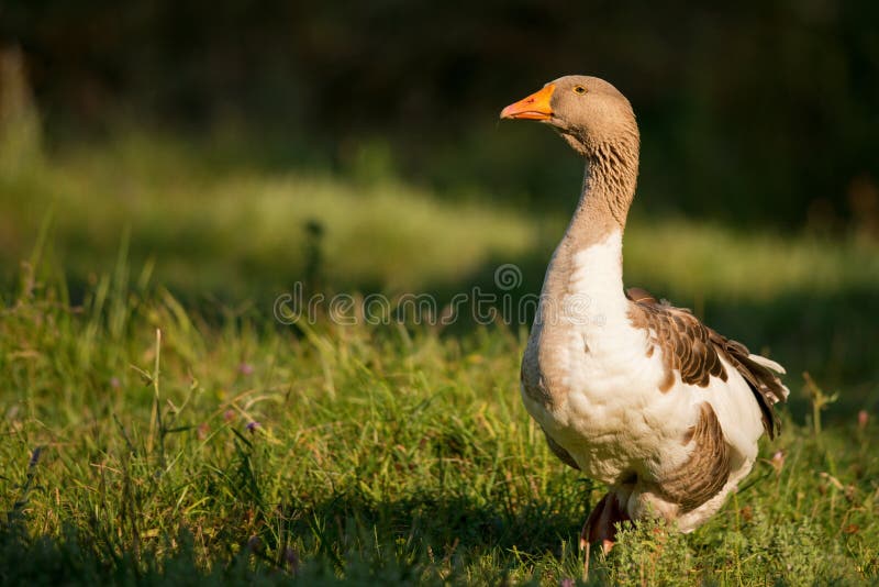 Home Goose Standing on Green Grass Stock Photo Image of outdoor, duck 115529542