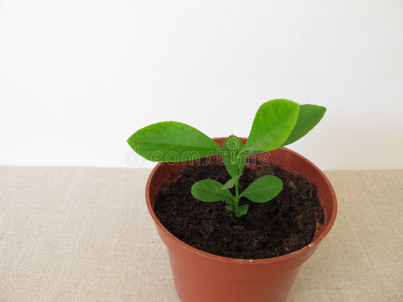 Home Grown Orange Tree in Flowerpot Stock Photo Image of grown