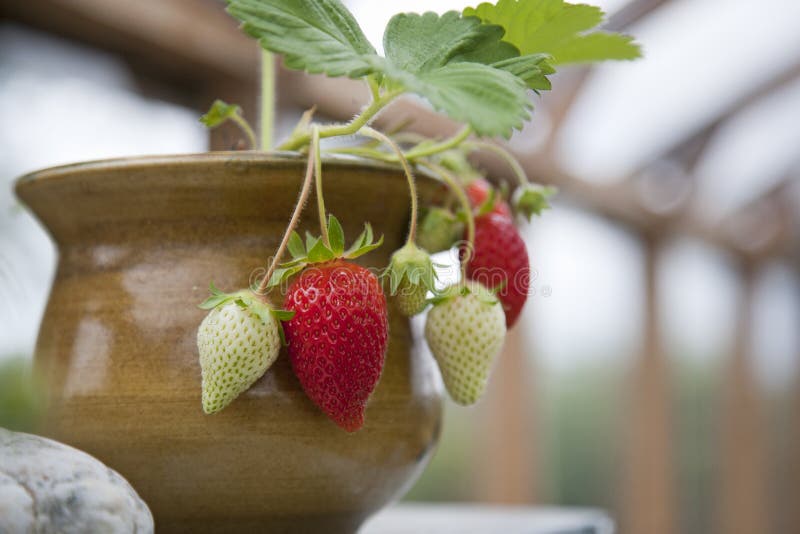 Strawberries growing in a pot in a greenhouse at home