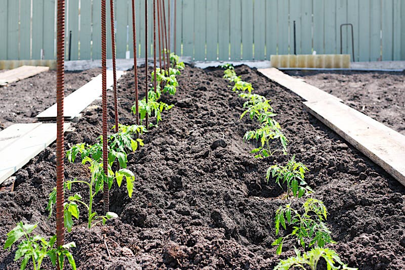 Home grown tomato plants royalty free stock image Home grown tomato plants royalty free stock image