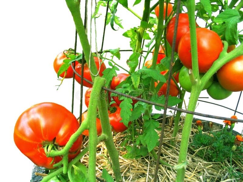 Home-grown, videira-amadurecido, tomates