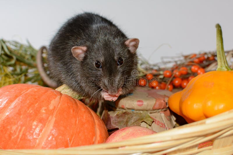 Home hand rat, rat with food in paws, mockup, copyspace, symbol royalty free stock photo Home hand rat, rat with food in paws, mockup, copyspace, symbol royalty free stock photo