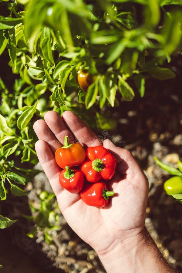 Home harvested red bell peppers in man`s hand in front of its plant outdoor in sunny vegetable garden