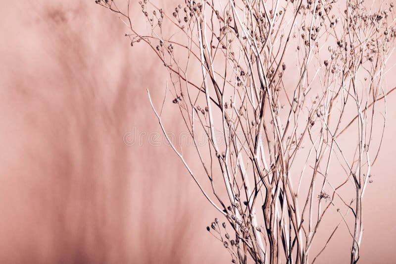 Decor from dry flowers or twigs