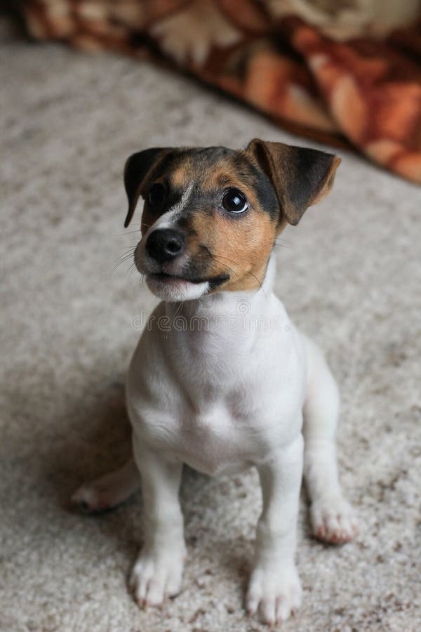 puppy vaccinations at home