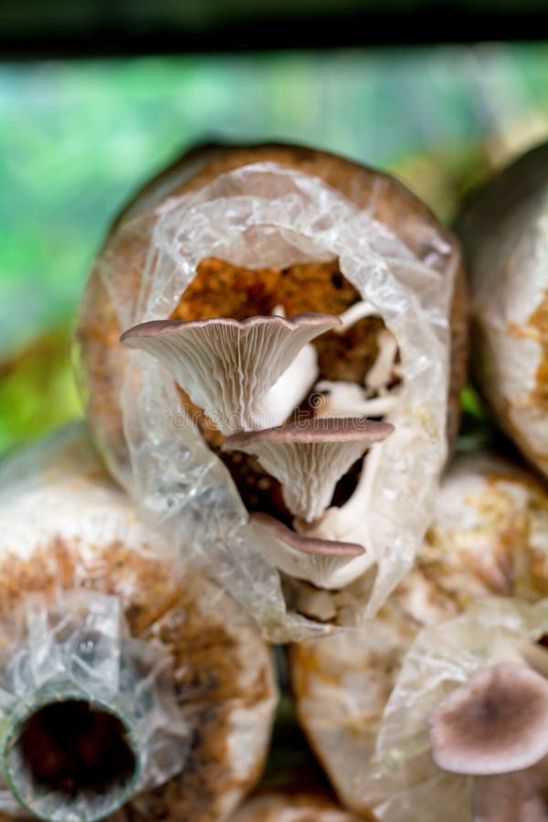 195 Mushroom Mycelia Stock Photos Free & RoyaltyFree Stock Photos