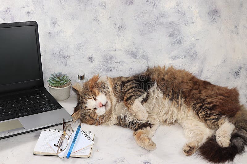 Home Office, Sleeping Cat on the Computer, Concept of Stay at Home, Comfortable Atmosphere for