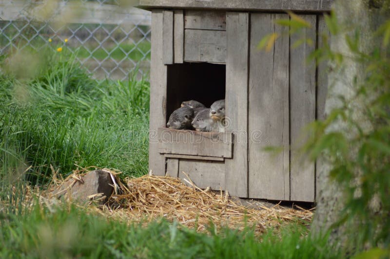 Otter Home stock photo. Image of distant, clear, grass 7053822