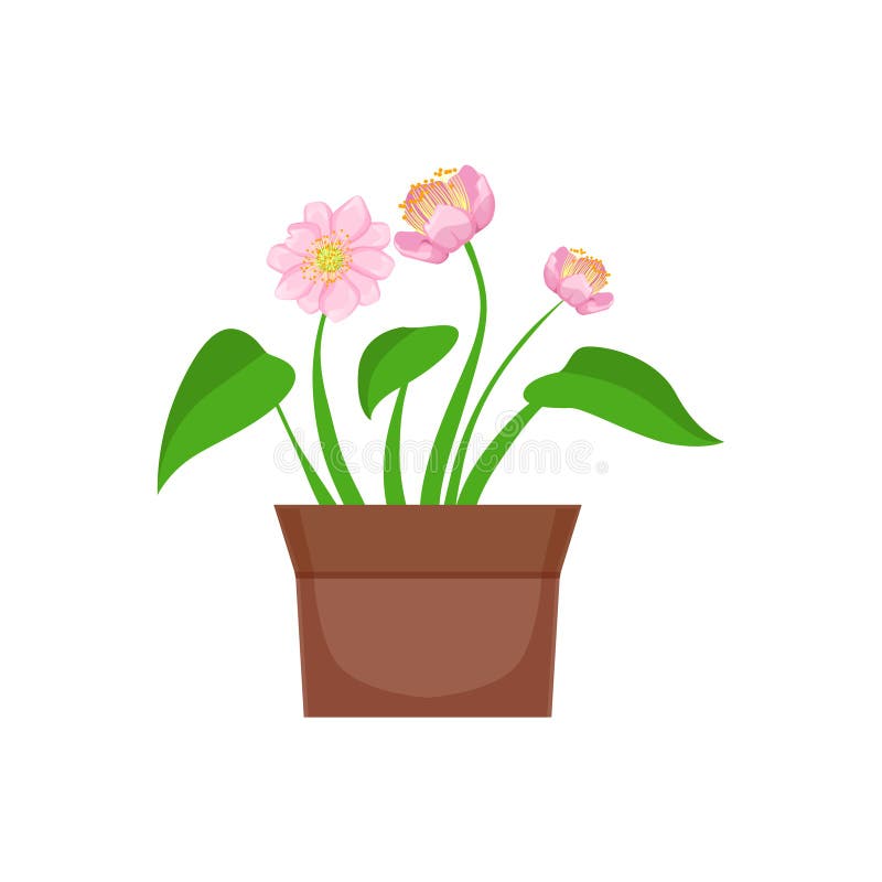 Home Pink Flower With Heart Shape Leaves In The Flowerpot, Flower Shop Decorative Plants Assortment Item Cartoon Vector vector illustration Home Pink Flower With Heart Shape Leaves In The Flowerpot, Flower Shop Decorative Plants Assortment Item Cartoon Vector vector illustration
