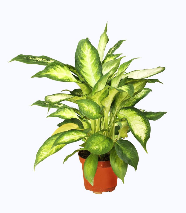 Weed】Aglaonema pictum 産み落とさ Weed】Aglaonema pictum 産み落とさ