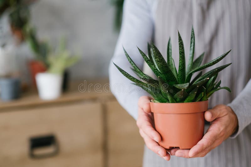 Home plant care hobby houseplant mans hands. Home plant care. Hobby concept. Potted houseplant in mans hands royalty free stock photos