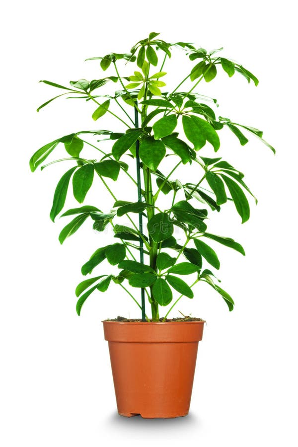 Home plant in flowerpot.