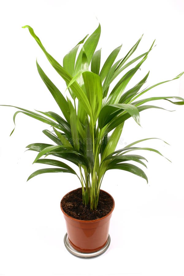 Home plant in flowerpot. Isola stock photo