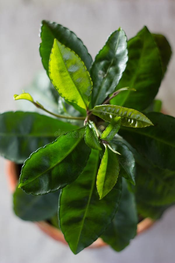 Home Planting - Ardisia Polycephala, Tropical Plant Cultivating at Home ...