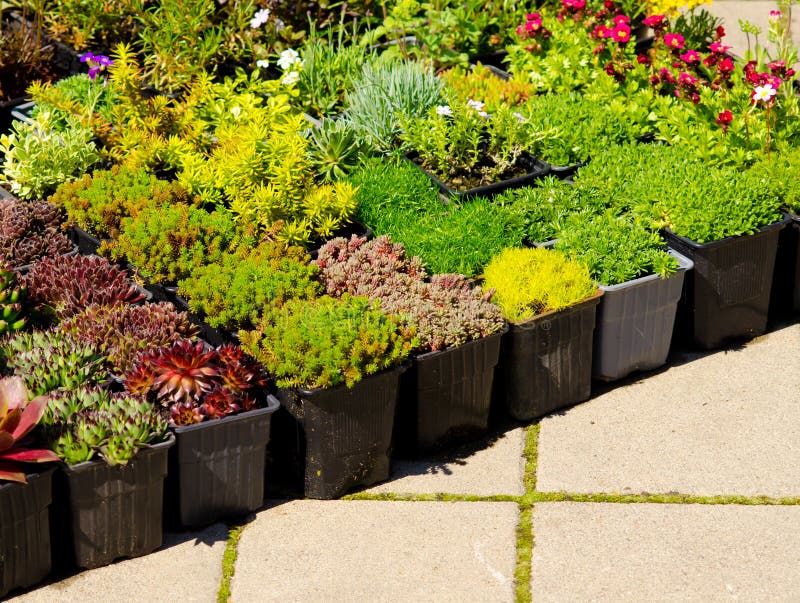 Home plants for sale stock photo. Image of plants, concrete 30432902