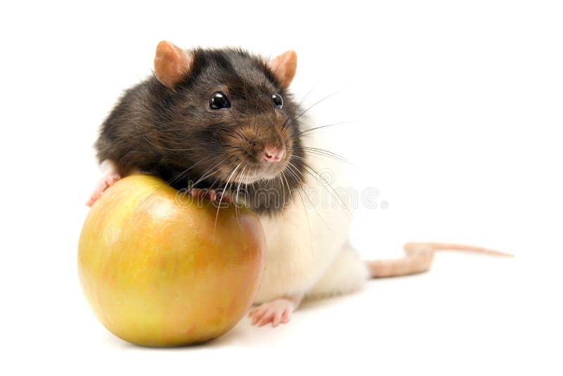 Home rat with apple stock image. Image of black, health 14921165