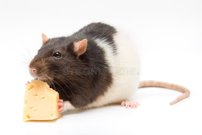 Home rat eating cheese