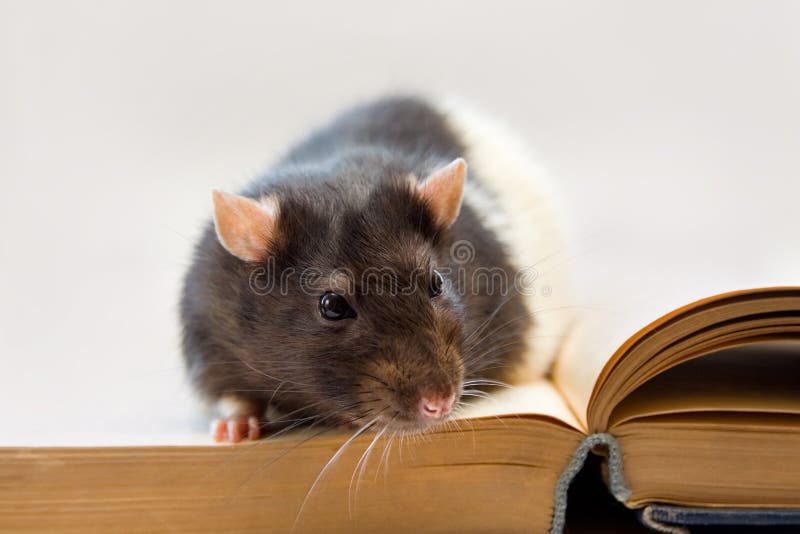 Home rat sitting on a book