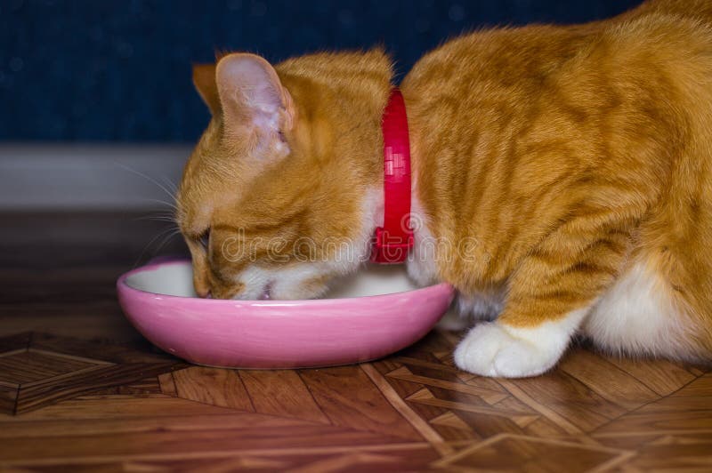 Home red cat eats food stock image. Image of care, closeup 85021539