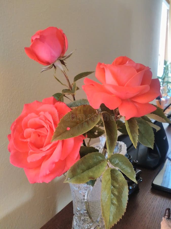 Home red rose stock image. Image of love, pulcherrima 136571055