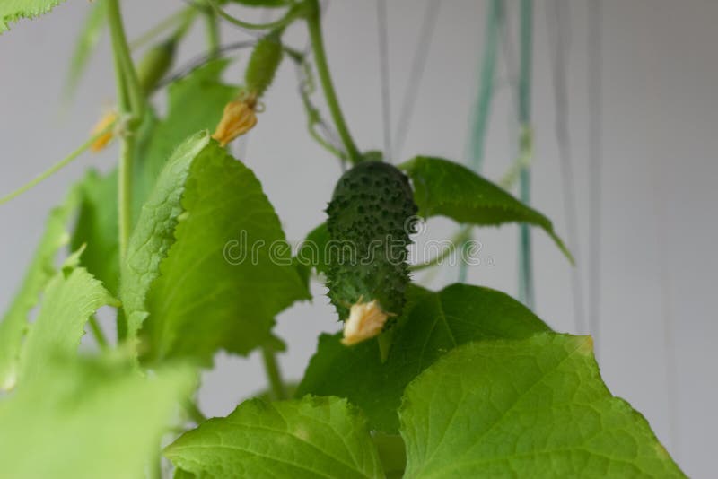 360 Balcony Cucumber Stock Photos Free & RoyaltyFree Stock Photos