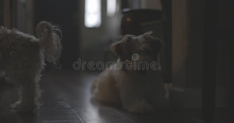 Homebound Tails: Dogs in a Cozy Hallway