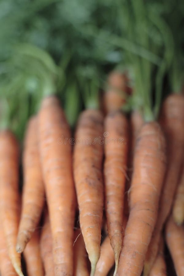 Homegrown carrots stock image. Image of carrot, vegetarian 2672637